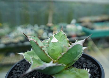 アガベ　チタノタ 　Agave titanota No.3