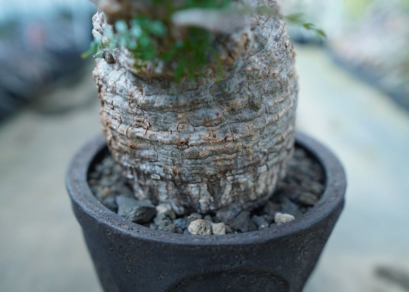 オペルクリカリア パキプス Operculicarya pachypus オペルクリカリア パキプス Operculicarya pachypus | mana's f