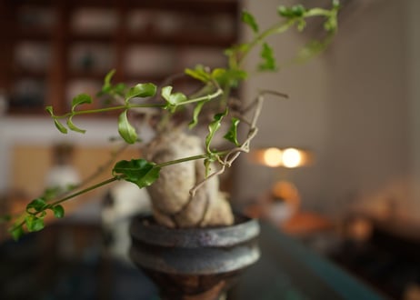 火星人　Fockea edulis
