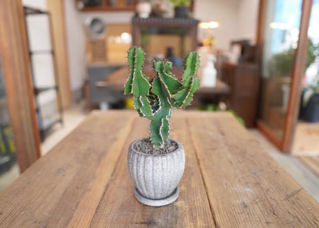 オオマトイ 　Euphorbia triangularis