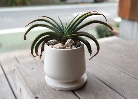 アロエ　スプラフォリアータ　Aloe suprafoliata