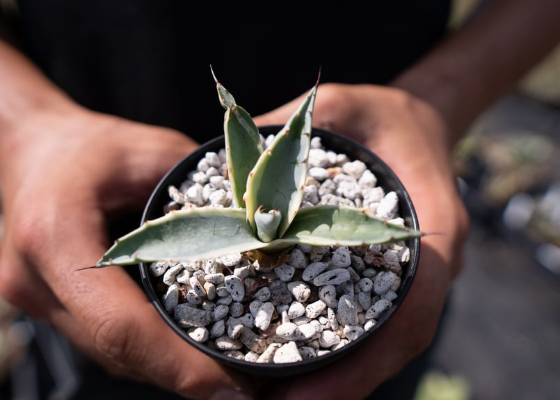 アガベ パラサナ インプレッショニスト 子株① Agave parrasana