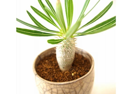 パキポディウム イノピナツム　Pachypodium inopinatum