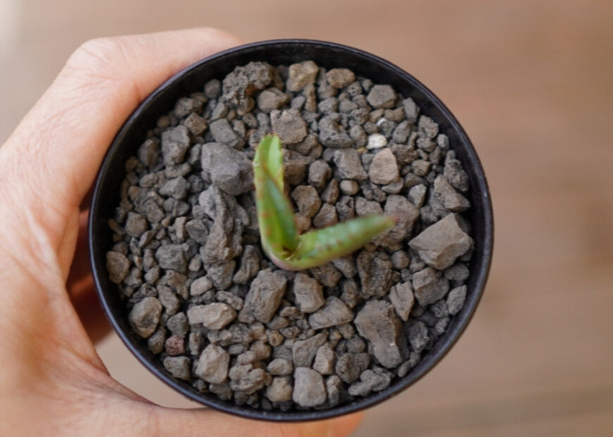 Agave titanota dwarf 姫厳龍 子株 | mana's farm:塊根植物・