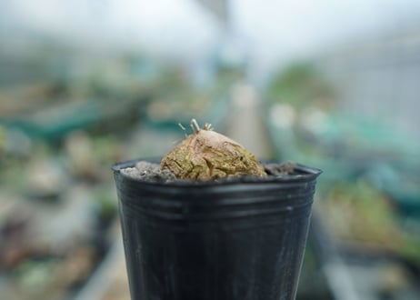 亀甲竜　Dioscorea elephantipes　No.9