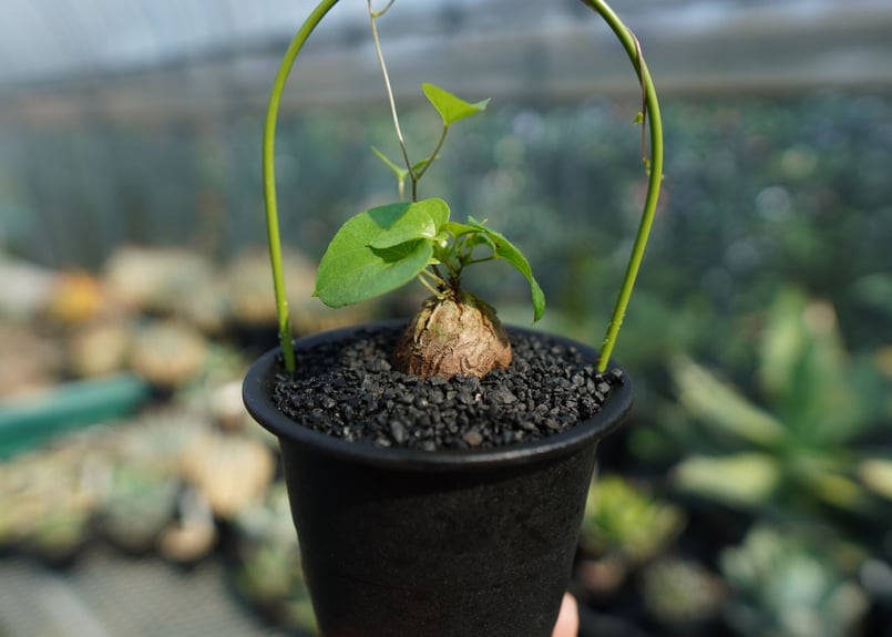 亀甲竜 Dioscorea elephantipes No.3 | mana's farm:塊