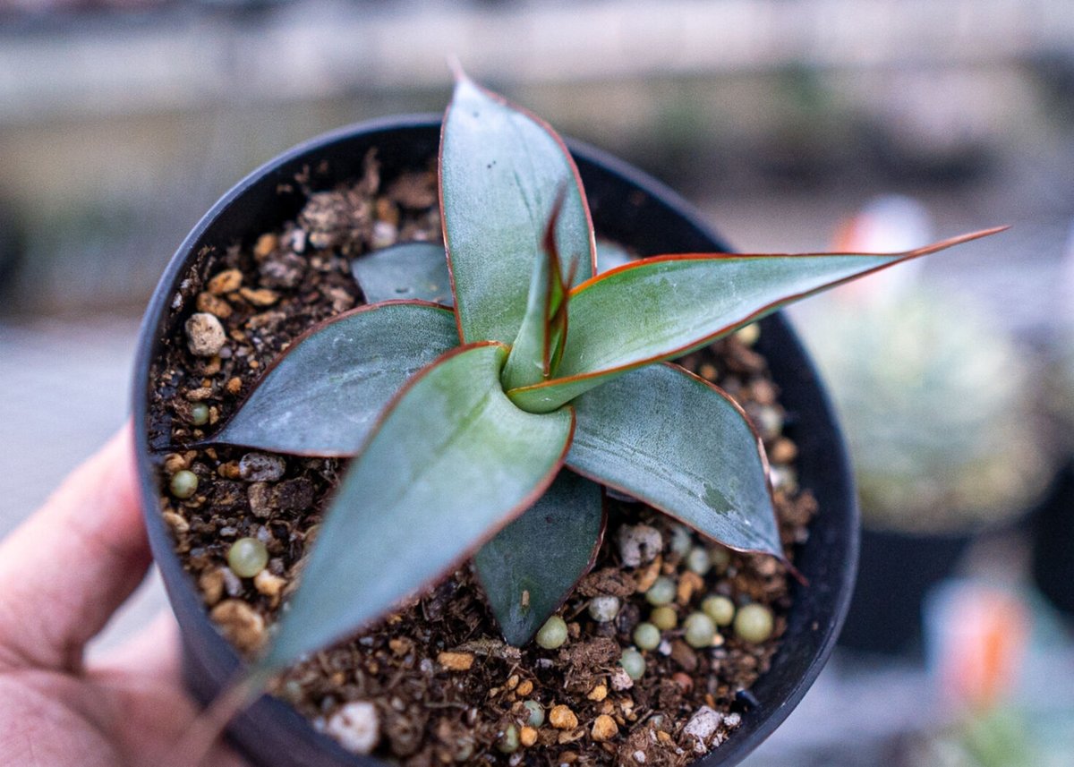 P4355】【超希少個体 斑入り株！！】アガベ インプレッサ バリエガータ