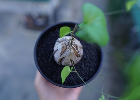 亀甲竜　Dioscorea elephantipes　No.2