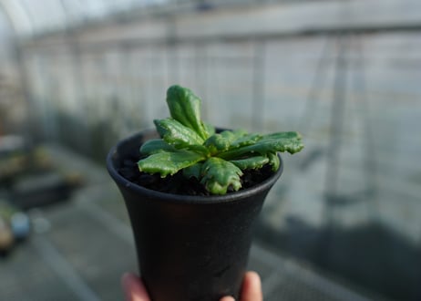 オトンナ　チュベローサ　Othonna tuberosa　No.1