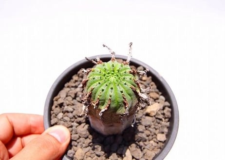 ユーフォルビア　オベサ　ハイブリッド