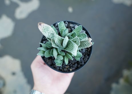 ガステリア　白星殿　Gasteria “Hakuseiden”