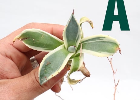 Agave applanata Cream Spike  pup