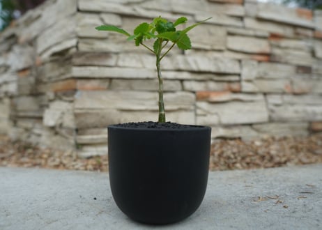 【沖縄実生株】ブルセラ ヒンドシアナ Bursera hindsiana