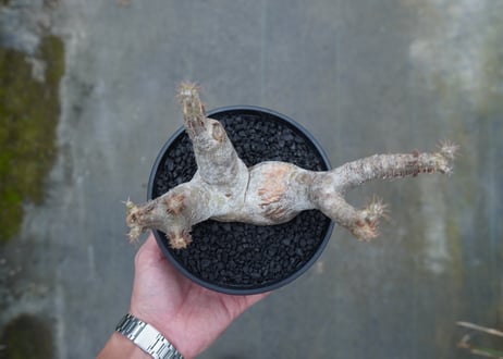 パキポディウム マカイエンセ　Pachypodium makayense　No.6