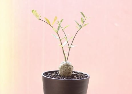 フォッケア　エデュリス