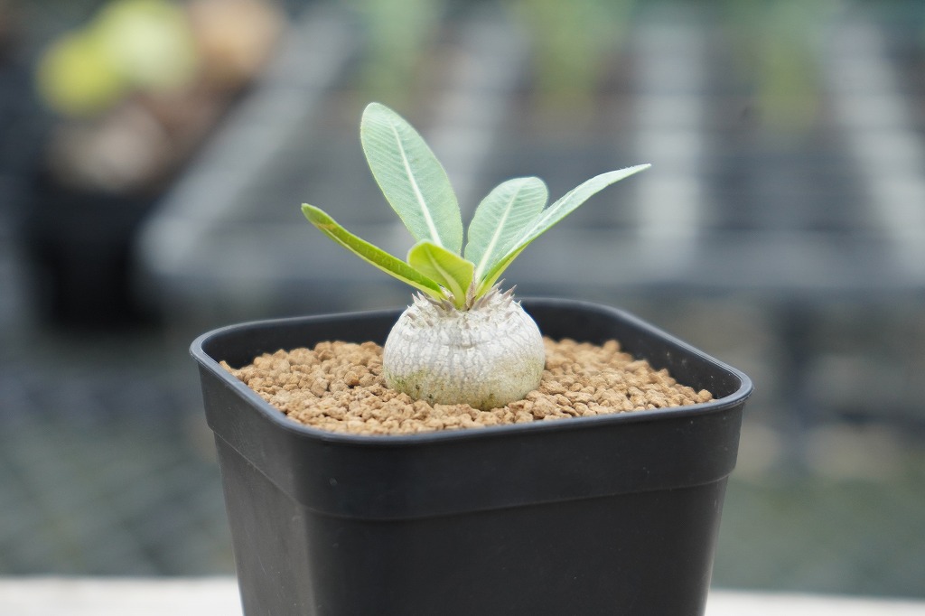 【wasabi】【直接手渡し限定】パキポディウム 実生3種セット 塊根 パキポディウム 恵比寿大黒 沖縄実生 | mana's farm:塊根植物・アガベ