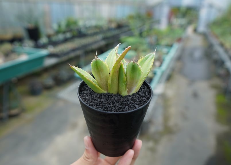アガベ チタノタ 黄覆輪 Agave titanota variegata | mana's