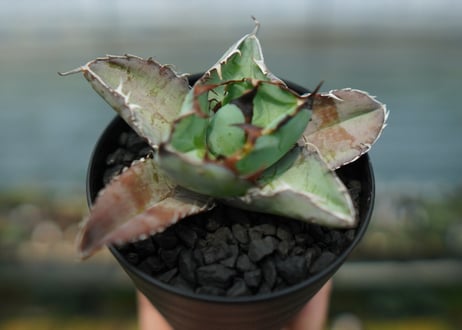 アガベ　チタノタ　 ブラックアンドブルー 　Agave titanota black and blue　No.5