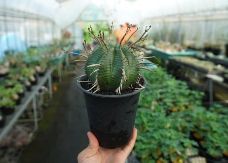 ユーフォルビア　スーパーバリダ　Euphorbia super valida  No.3