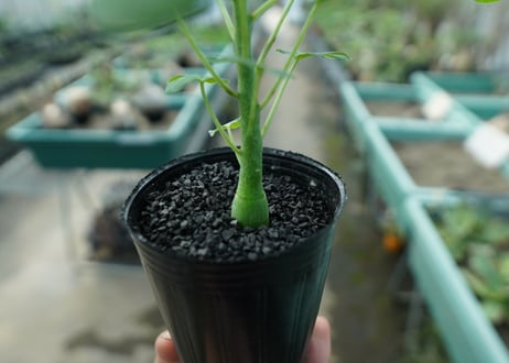 アデニア　グラウカ　Adenia glauca  No.7