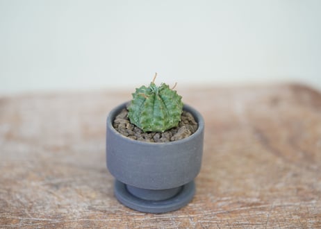 Euphorbia valida