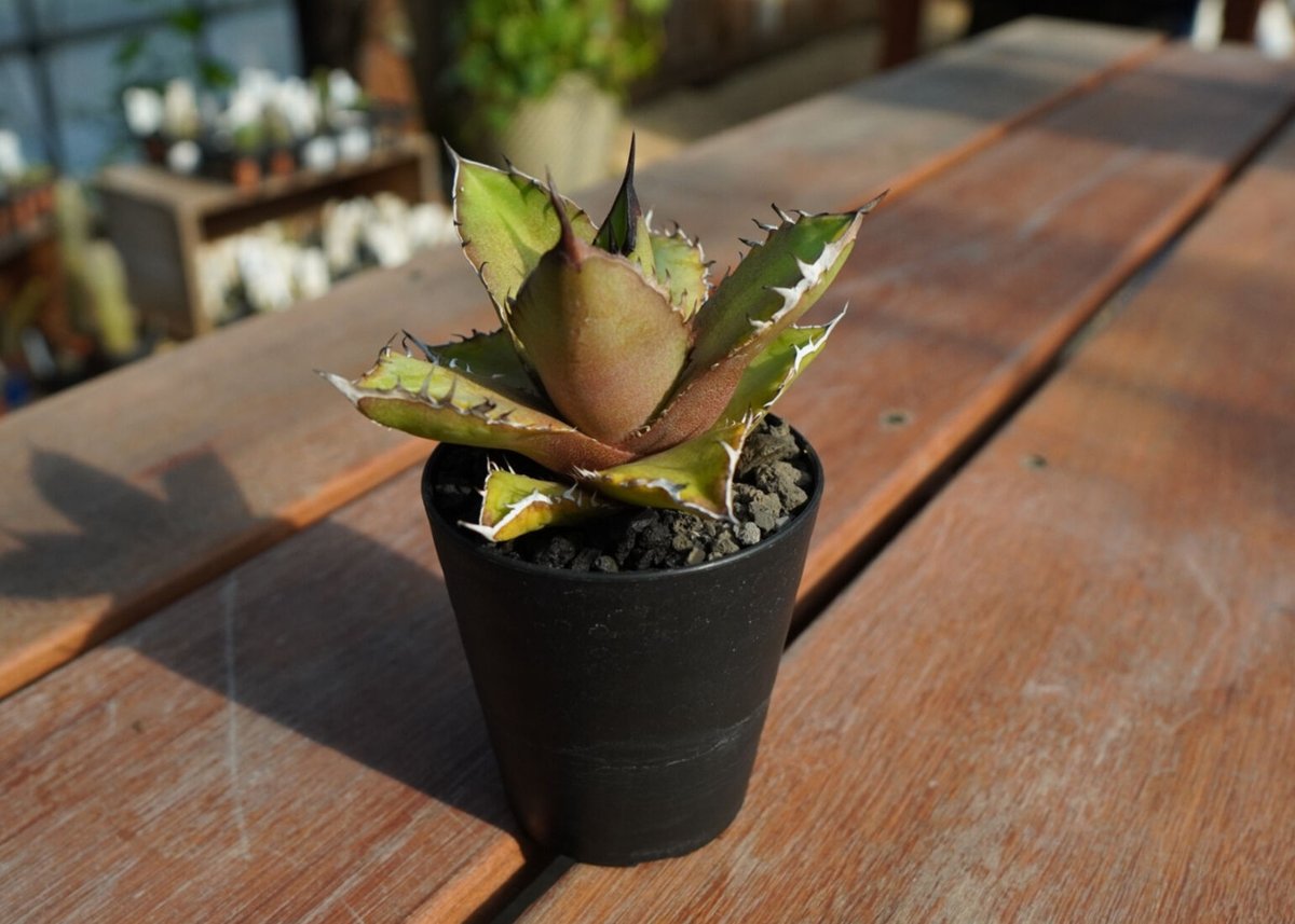 多肉植物アガベ チタノタ 黒火焔 小株 14株 発根済➕子株 23株 同梱 アガベ チタノタ 黒火焔 Agave titanota Black fire | mana'