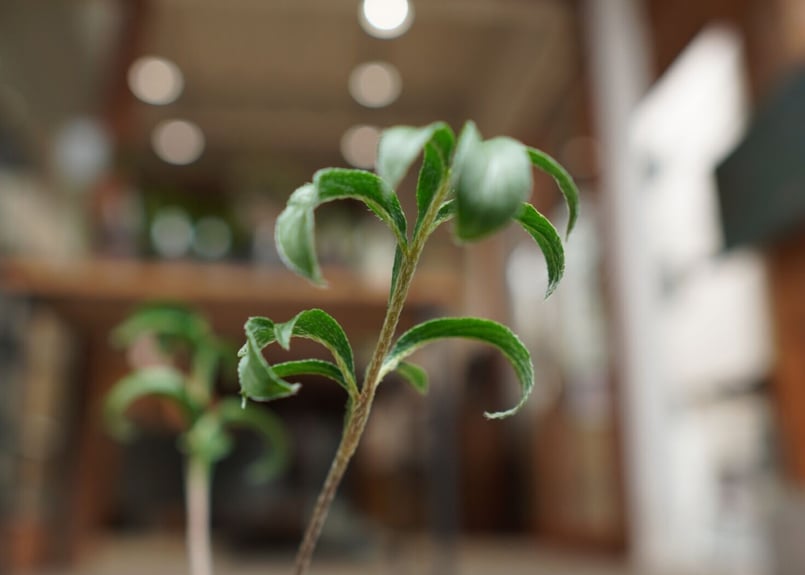 ペラルゴニウム ビオリフロルム Pelargonium violiflorum | mana'...