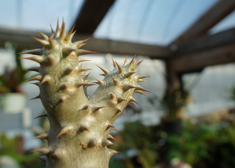 パキポディウム　デンシフローラム　塊根植物 パキポディウム・デンシフローラム 3.5号鉢 | | 多肉・塊根植物