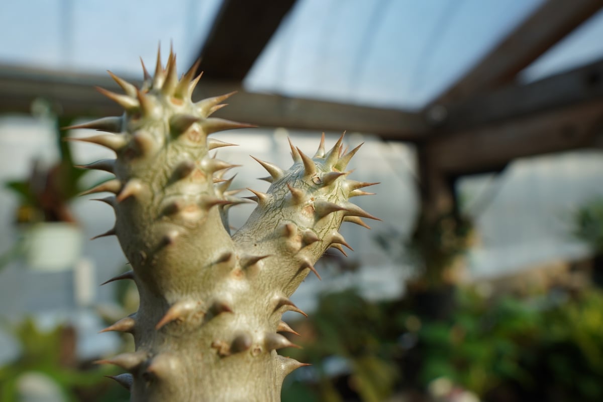 パキポディウム デンシフローラム No.3 | mana's farm:塊根植物