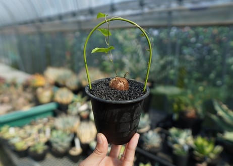 亀甲竜　Dioscorea elephantipes No.1