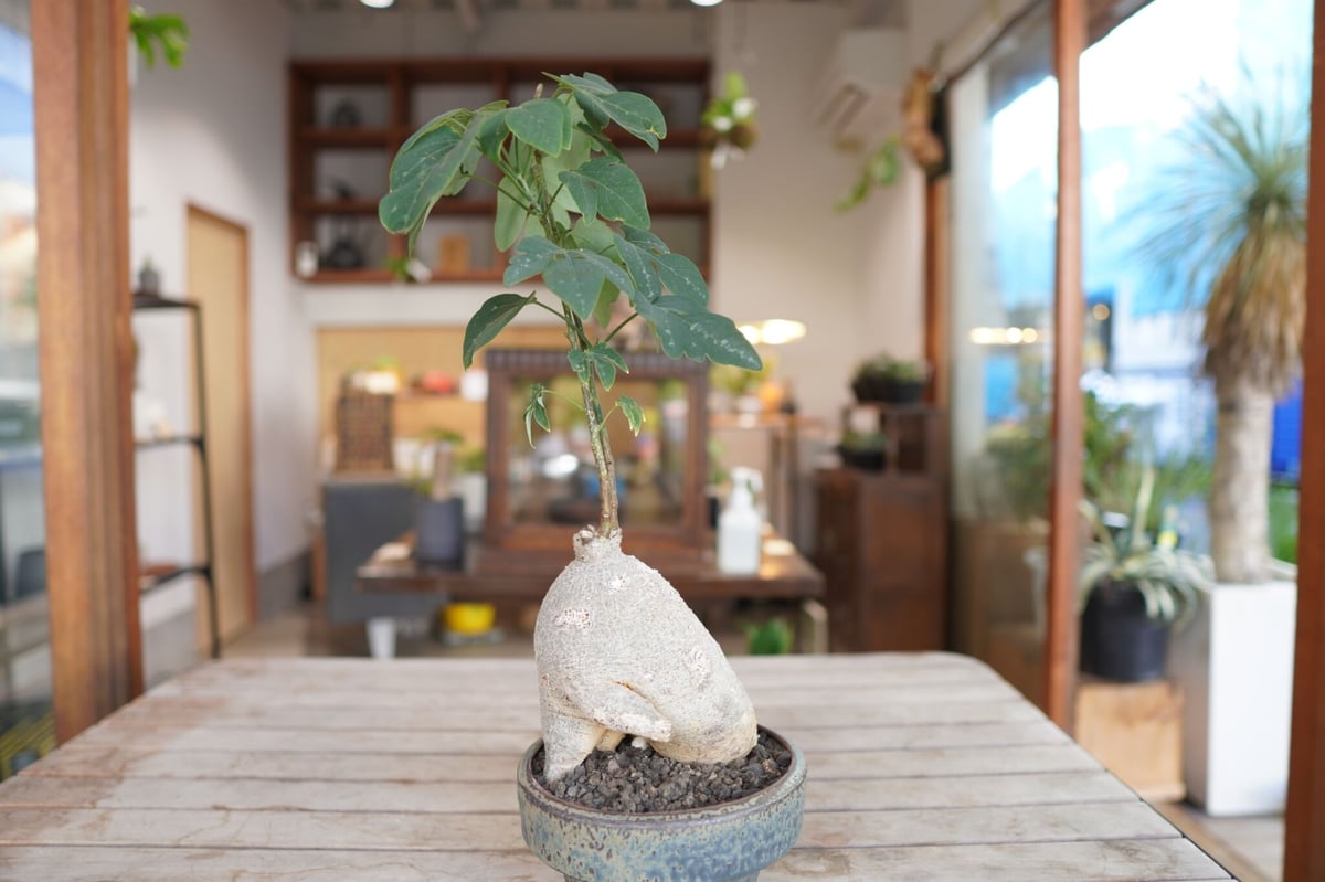 アデニア　ペリエリ　インビジブルインク fit=scale-down,w=1200