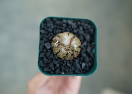 亀甲竜　Dioscorea elephantipes　No.5