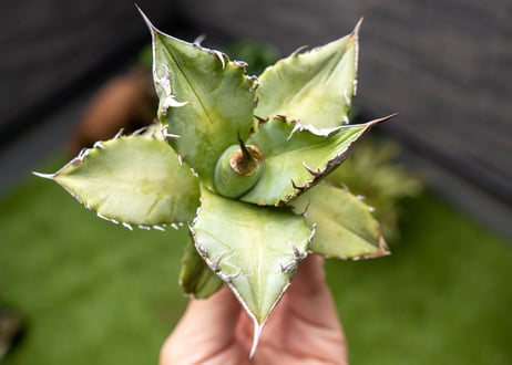 Agave Sowing seeds NO.5