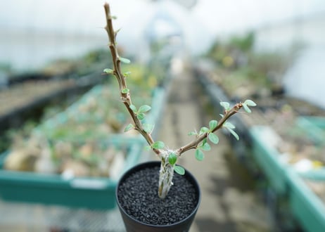 フォークイエリア　フォルモサ　Fouquieria formosa