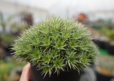 デウトコロニア　クロランサ　Deuterocohnia chlorantha