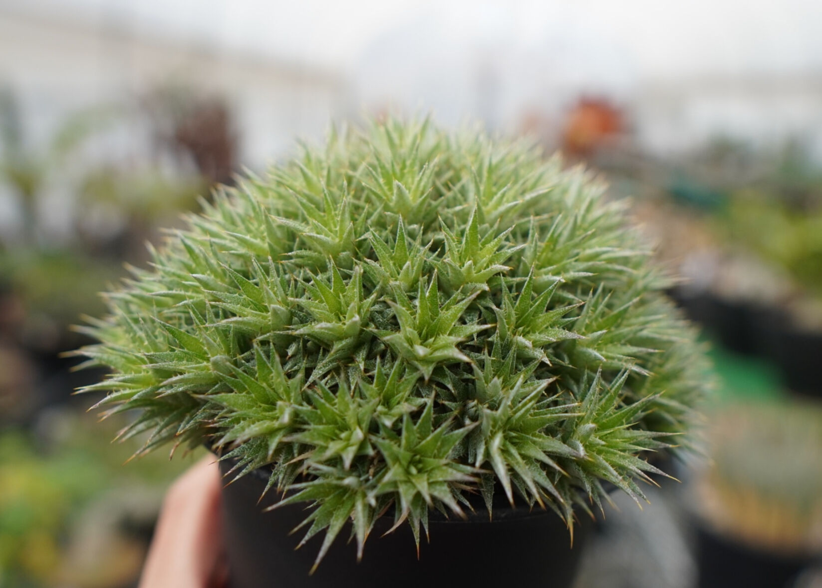 Deuterocohnia chlorantha デウテロコニア　クロランサ デウトコロニア クロランサ Deuterocohnia chlorantha | mana's