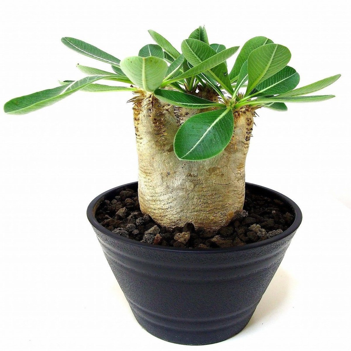Pachypodium eburneum パキポディウム エブレネウム №1 | mana'