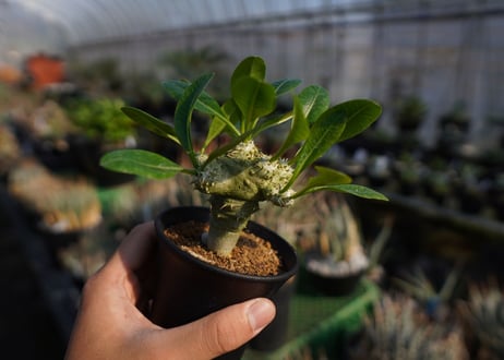 パキポディウムラメレイ台　恵比寿笑い接木　Pachypodium brevicaule