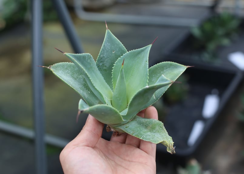 希少！大株！アガベ　ブルーフレーム　ハイブリッド 希少！大株！アガベ ブルーフレーム ハイブリッド アガベ x