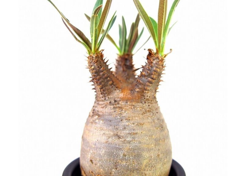 【良形大株】Pachypodium Gracilius コレクション株グラキリス Pachypodium Gracilius パキポディウム グラキリス | Cactus Green