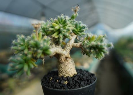 トリコディアデマ　デンサム　Trichodiadema densum  No.2