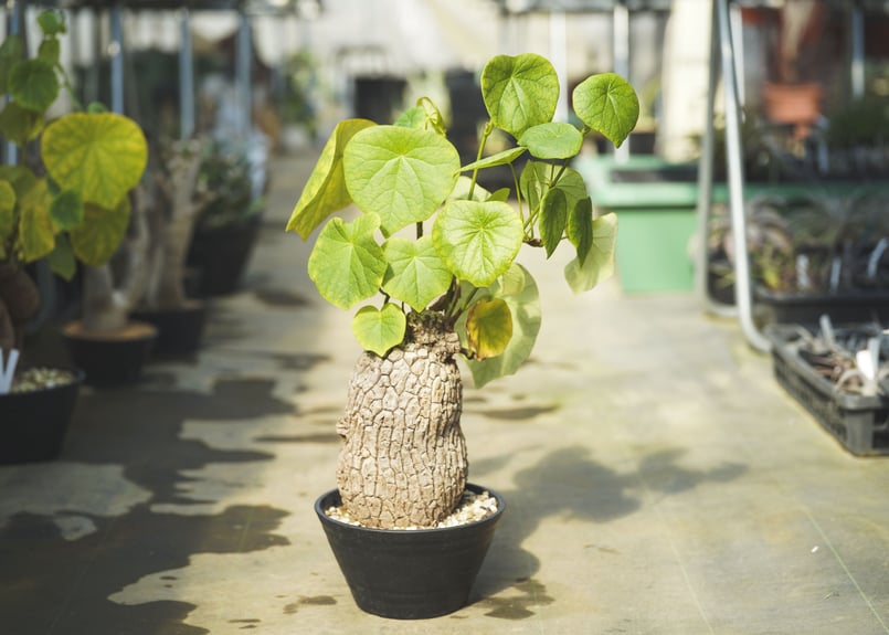 ステファニア スベローサ | mana's green:塊根植物販売|マナズ ステファニア スベローサ | mana's green:塊根植物販売|マナズ