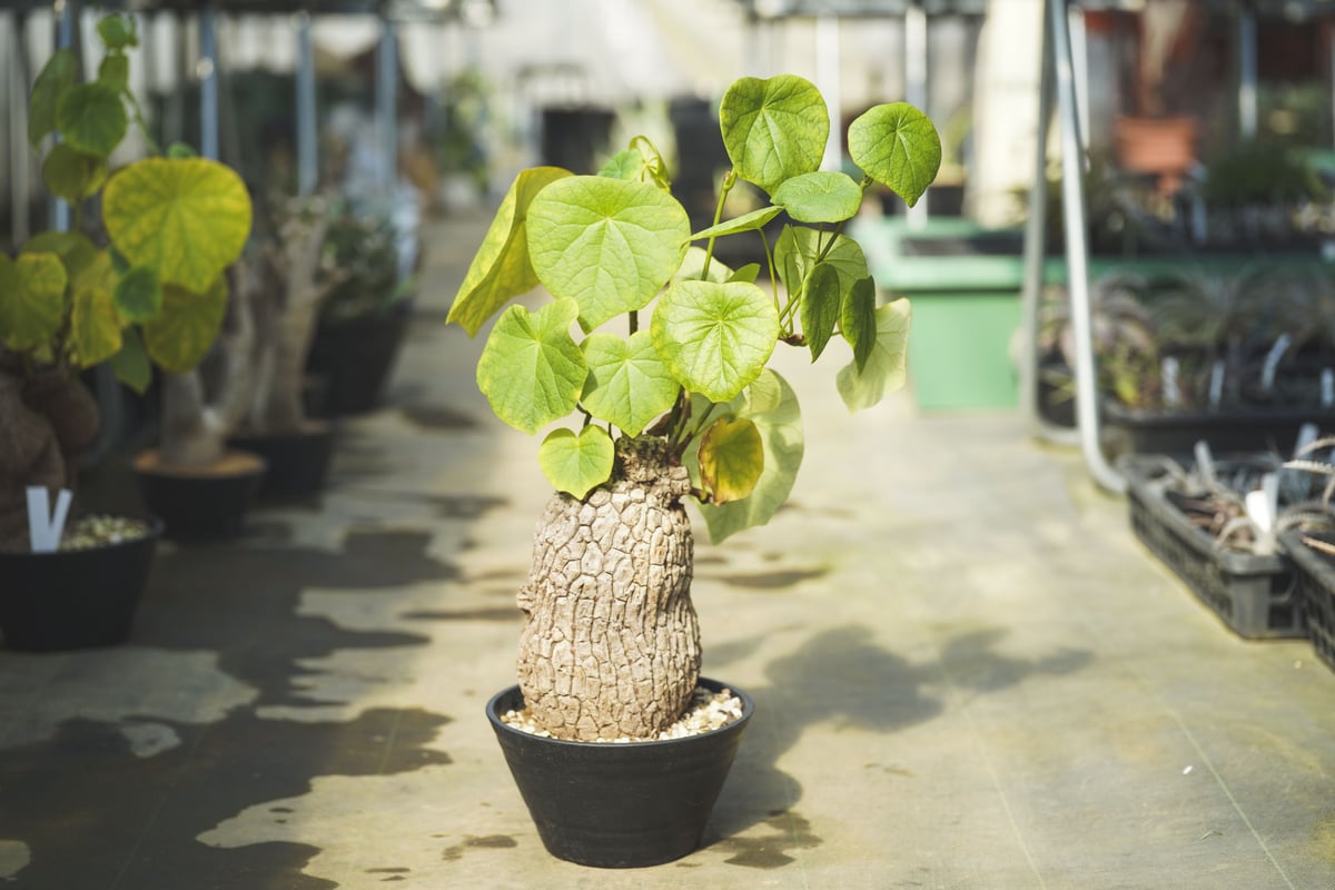 ステファニア　スベローサ　塊根植物　観葉植物 ステファニア スベローサ / 葉の可愛らしさと塊根の凸凹のギャップ萌え