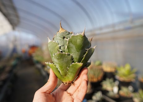 agave titanota 白鯨　 NO.2