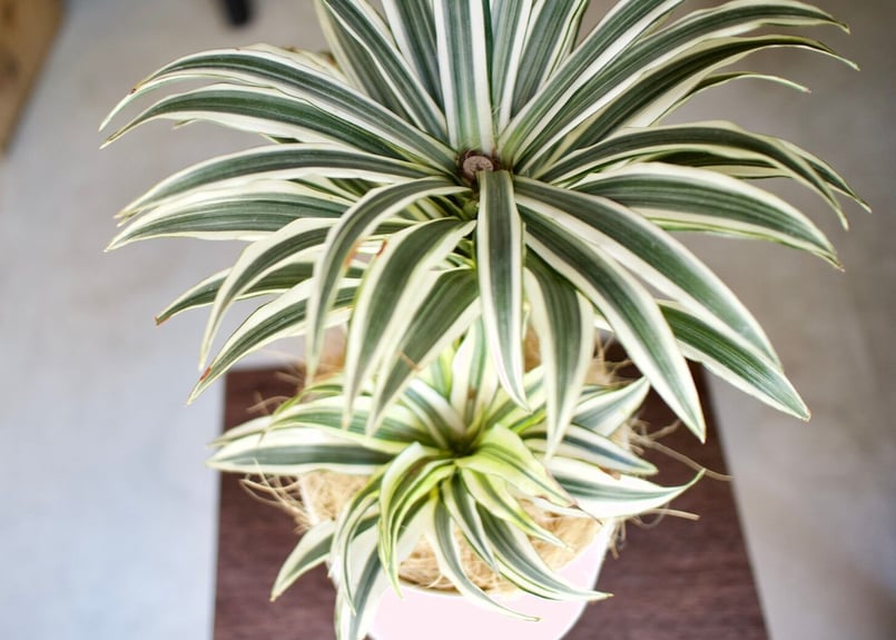 ドラセナ　チャヤ　観葉植物 楽天市場】おしゃれ 観葉植物：ドラセナ チャヤ*4号 プラポット : 遊恵