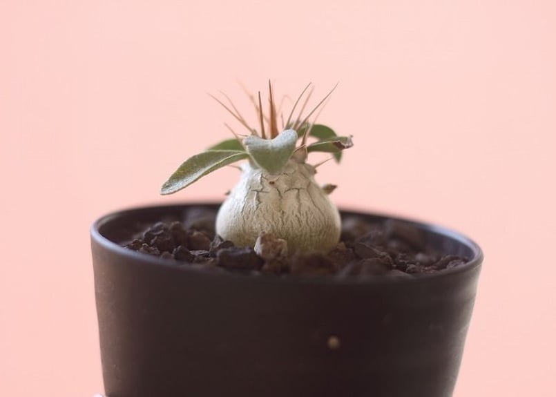 パキポディウム ナマクアナム 光堂 | mana's farm:塊根植物・アガベ