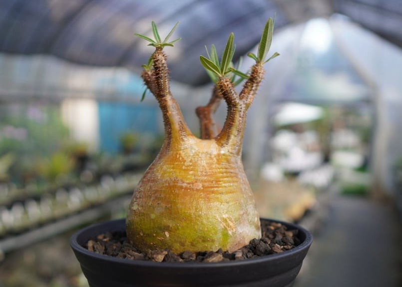 パキポディウム グラキリス NO.2 | mana's farm:塊根植物・アガベ