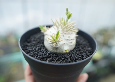 パキポディウム　恵比寿大黒　Pachypodium Densicaule　No.2