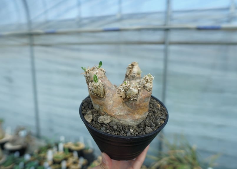 パキポディウム エブレネウム Pachypodium eburneum ② Pachypodium eburneum パキポディウム エブレネウム no.2 | man