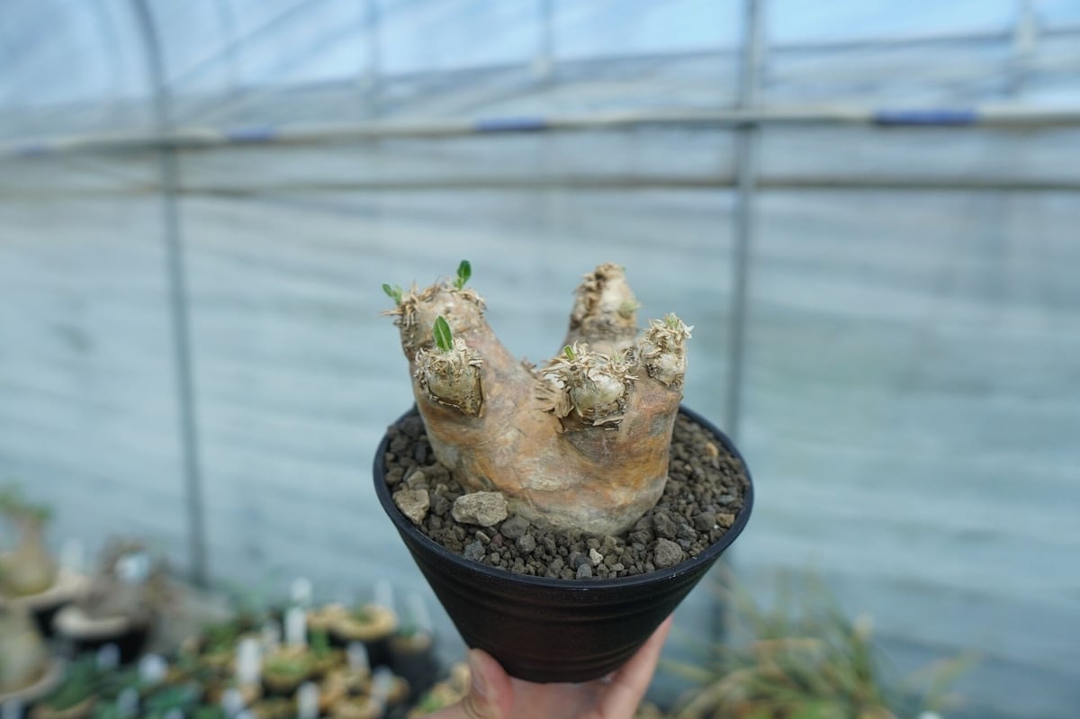 パキポディウム エブレネウム Pachypodium eburneum No.2 | mana